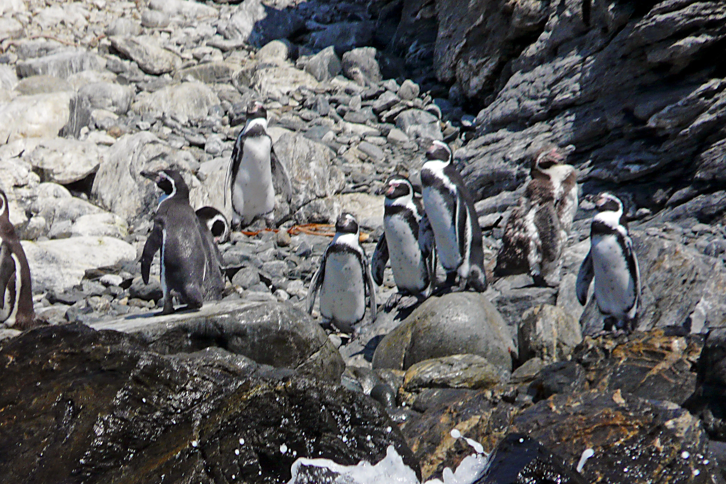 10_Pingüino_de_Humboldt_National_Reserve[1].webp